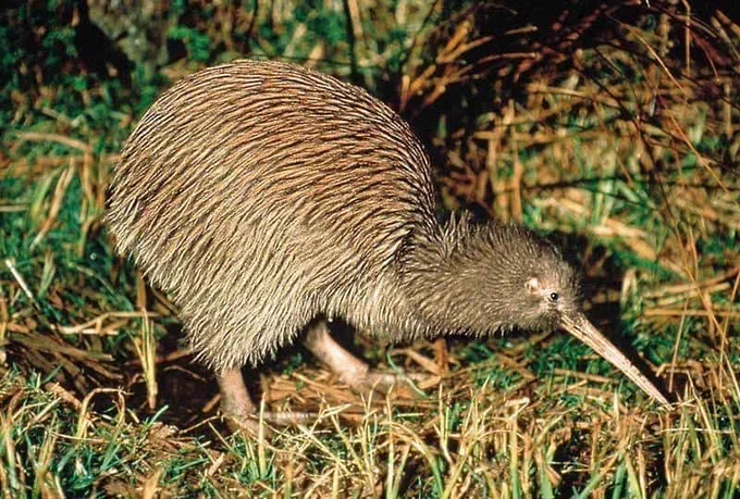 kiwi bird