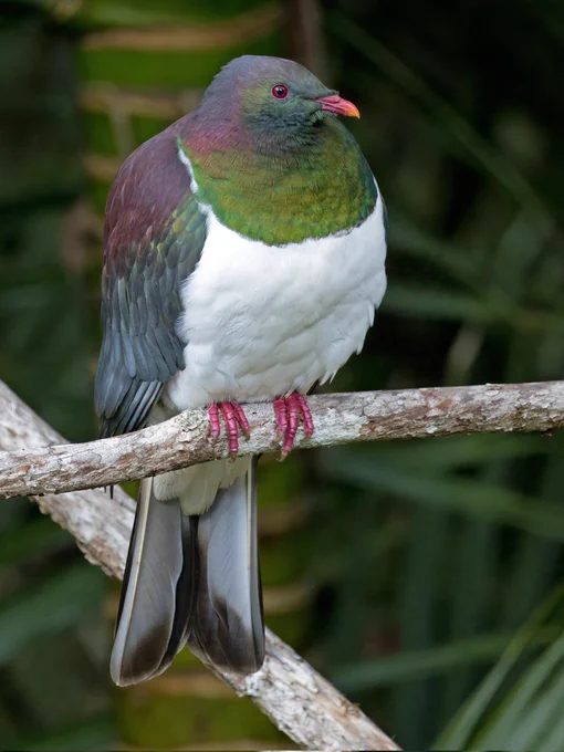 kererū