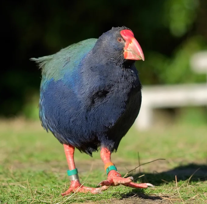 takahē