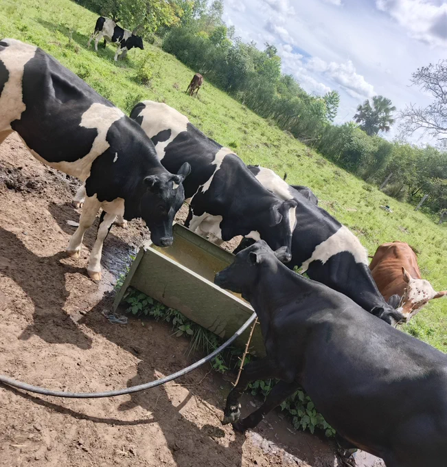 Dairy farming