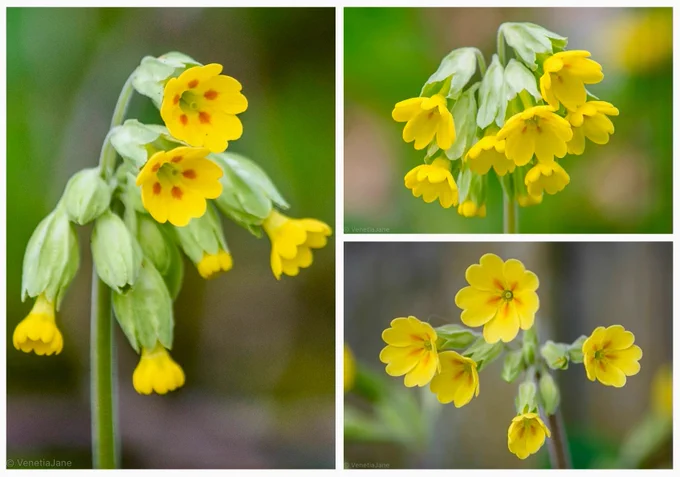 A collage of three close-up photographs of cowslips (Primula veris). Clusters of nodding yellow flowers hang from pale green stems against a softly blurred green background. The crimson-orange spots inside each petal, known in folklore as “fairy rubies”, are clearly visible.