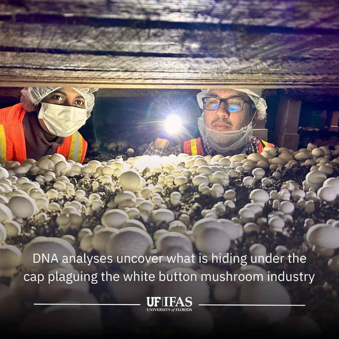 Caption here: Ph.D. student Sameerika Mudiyanselage (left) and her advisor Samuel Martins (right) sampling mushrooms with bacterial blotch symptoms in a mushroom farm in the Southern United States.  

Photo credit: UF/IFAS Samuel Martins 

Text overlays read: "DNA analyses uncover what is hiding under the cap plaguing the white button mushroom industry." Along with the IFAS logo
