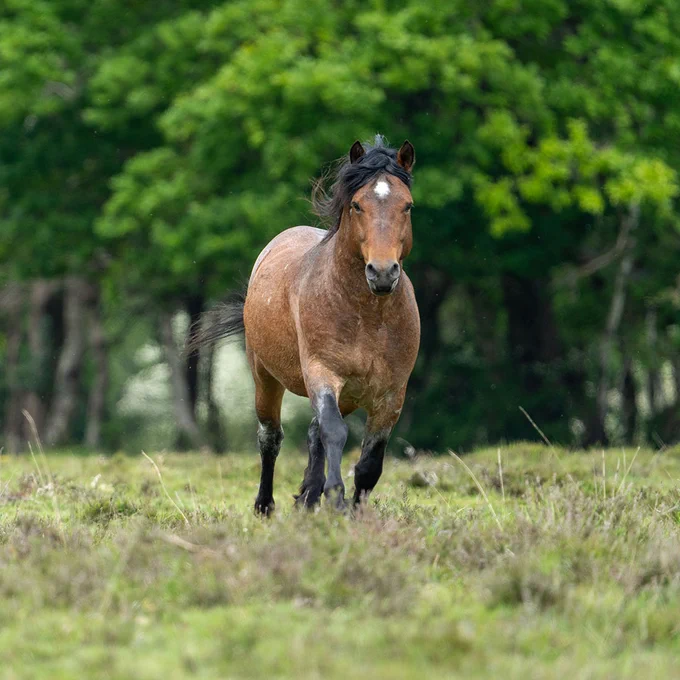 A stallion with a brown coat and dark mane runs through a grassy field with lush green trees in the background.