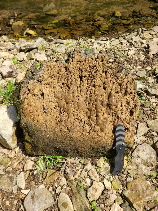 Photo of a float of the tufa, with biofilm organic matter intact. Knife for scale.