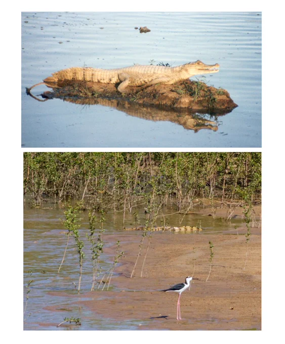 Two different images. The top image is of a pale brown caiman sitting on a rock above the water's surface. The bottom image is marsh habitat with a caiman on the shore and a bird next to it.
