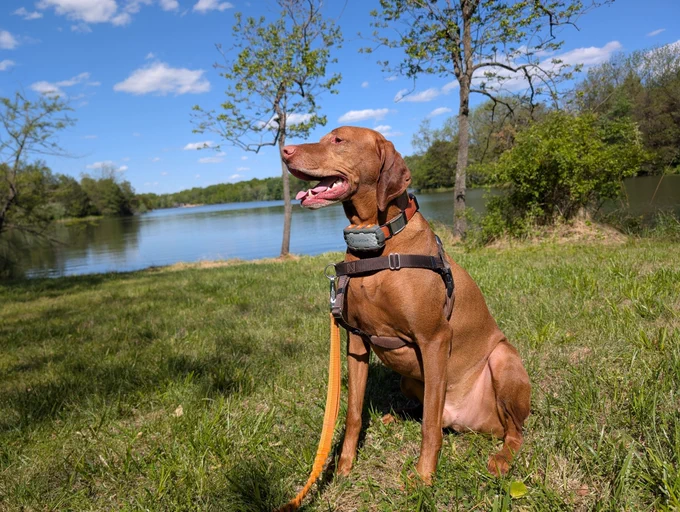 Vizsla dog Yonder seated in left profile on the grassy bank of a reservoir.