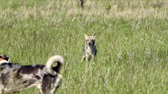 A coyote and a dog staring at each other.