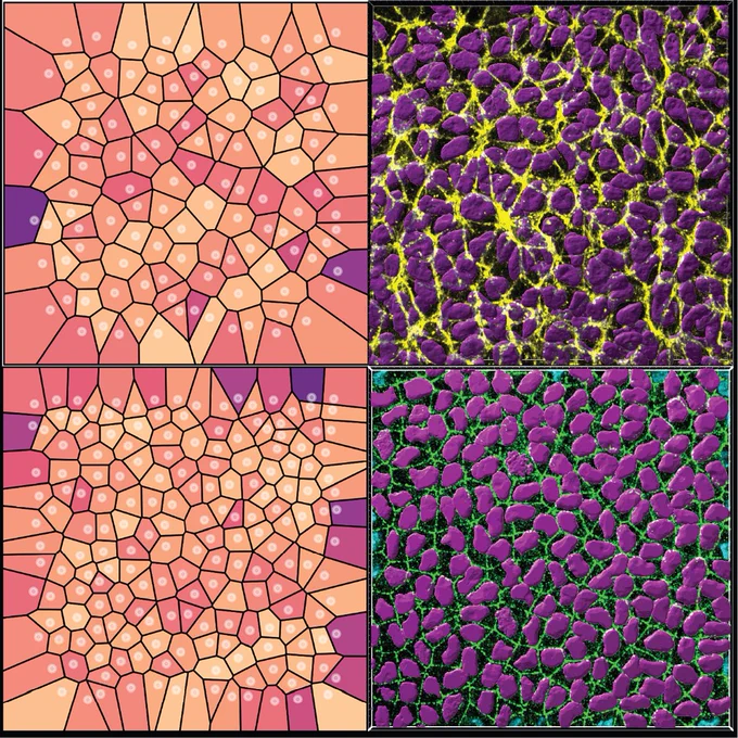 Left panels) Modeling of nuclei organization at 11 and 16 days of corneal development in an avian embryo. (Right panels) IHC for N-cadherin (yellow) and ZO-1 in 3D reconstruction of corneal cells at days 11 and 16. Nuclei are magenta.