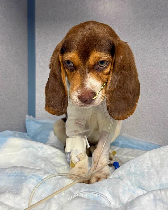 a tan and white beagle puppy sits on a pee pad in an isolated kennel. she has a tube in her nose and an I/V. tube connected to her leg. her head is downcast while her green eyes look up slightly. she doesn't feel well at all.