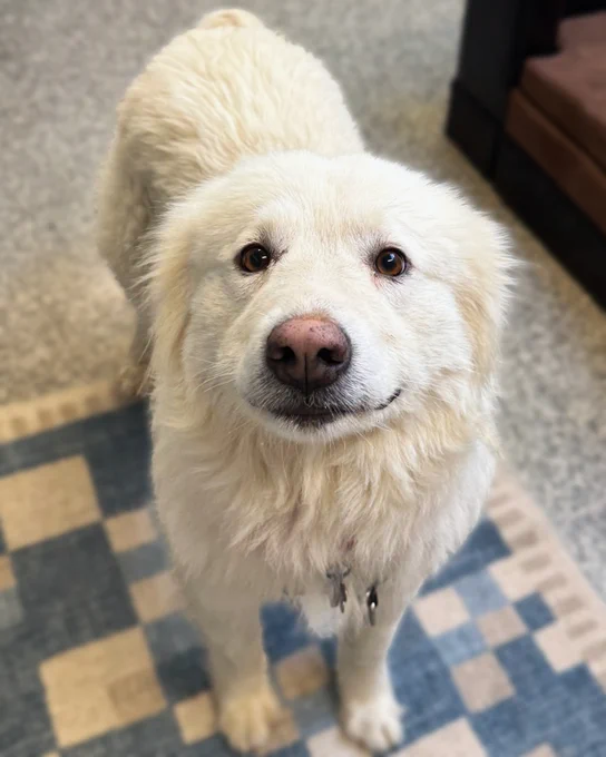 White fluffy rescued dog named Snow standing on a patterned blue and beige rug indoors near a brown couch is available for foster or adoption through Lost Dog & Cat Rescue Foundation.