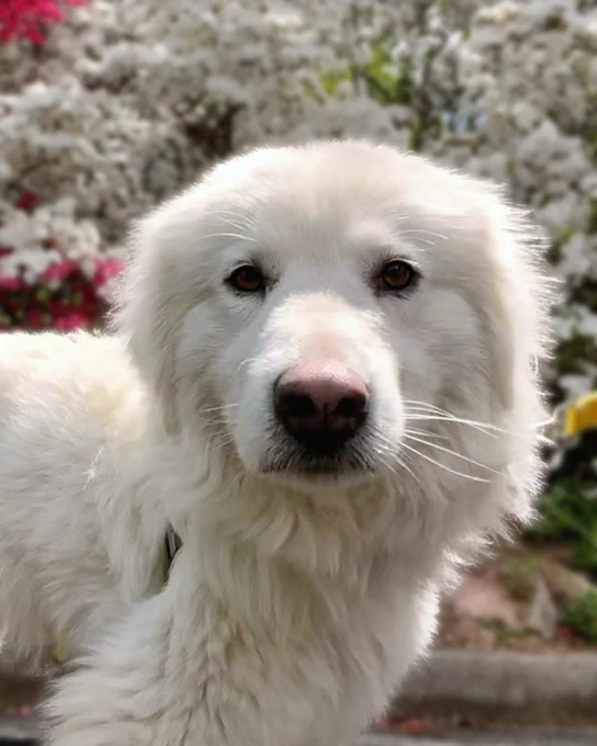 Fluffy white rescued dog named Snow standing outdoors with blooming azaleas in the background on a sunny day is available for foster or adoption through Lost Dog & Cat Rescue Foundation.