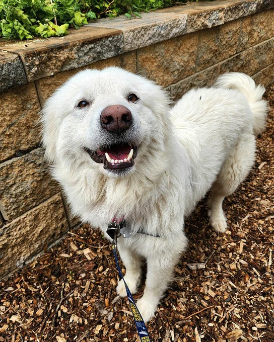 Fluffy white rescued dog named Snow with a happy expression standing on wood chips near a stone wall and greenery is available for foster or adoption through Lost Dog & Cat Rescue Foundation.