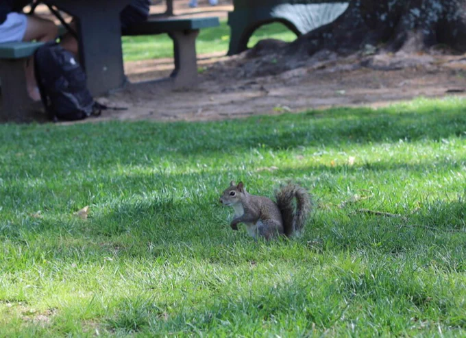 A squirrel stands on grass in a park, with two people seated at a nearby picnic table. Trees and a brick building are visible in the background.