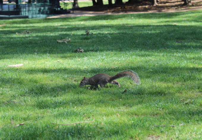 A squirrel is on a grassy area in a park with a gazebo and several people in the background.