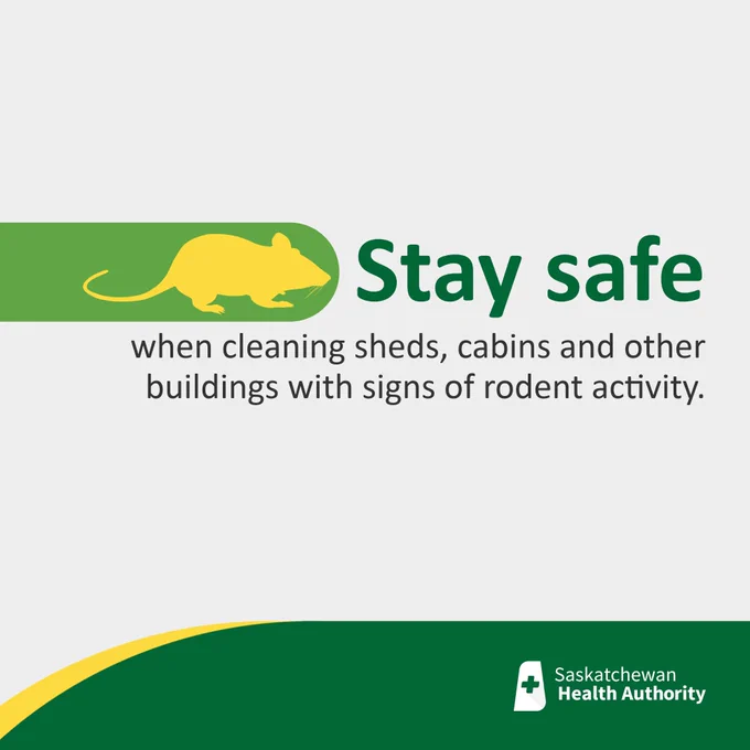 Image of mouse. Text: Stay safe when cleaning sheds, cabins and other buildings with signs of rodent activity.