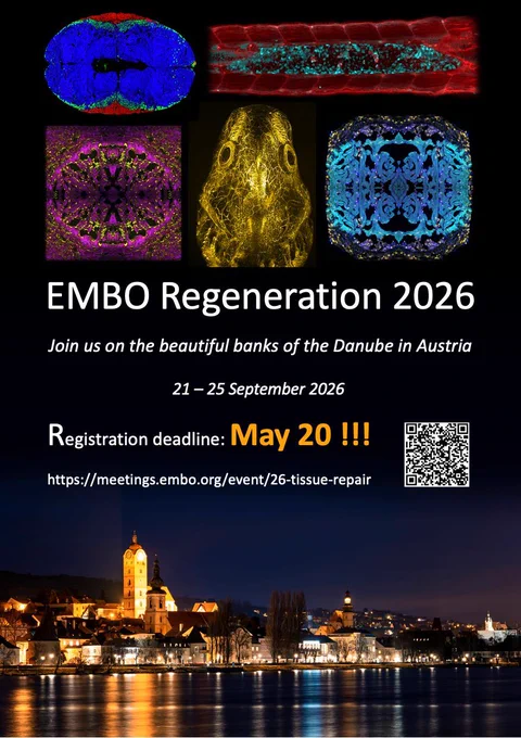 Conference Poster for the 2026 EMBO Regeneration meeting