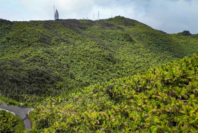 Lush green hillside densely covered with tropical vegetation under a cloudy sky.