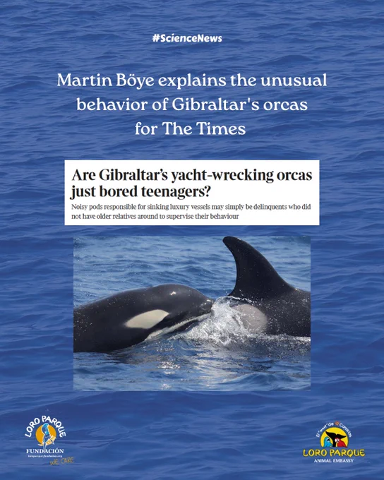 Gibraltar orcas