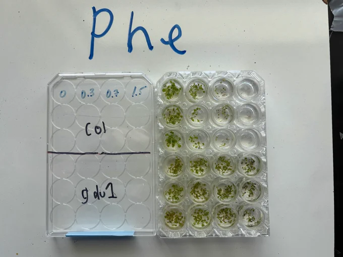 The Roanoke Valley Governor's School student experiments measuring Arabidopsis plants grown in liquid culture subjected to a concentration of toxic amino acids.