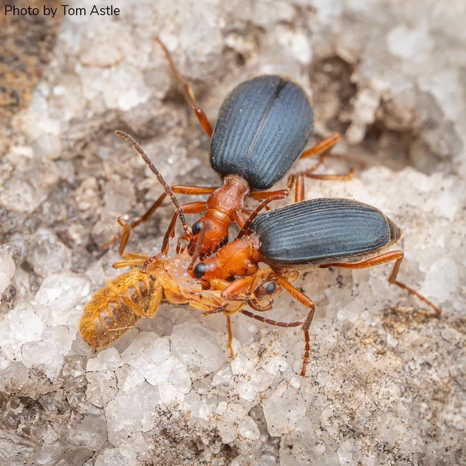 Two reddish-brown beetles with black wings appear to be feeding on or interacting with a smaller, pale-colored insect on a granular, sandy surface.