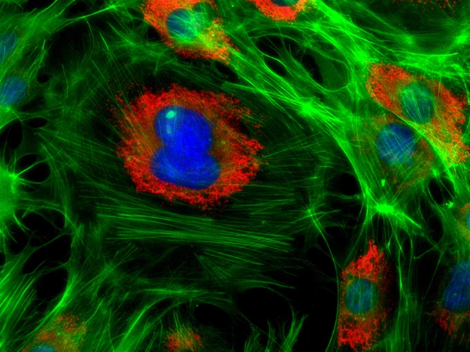 The immunofluorescence image depicts the cellular architecture of a murine pre-adipocyte used in a project aimed at investigating the role of the protein kinase CK2 in adipose tissue biology.