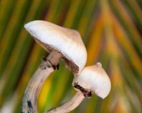 psilocybin mushrooms