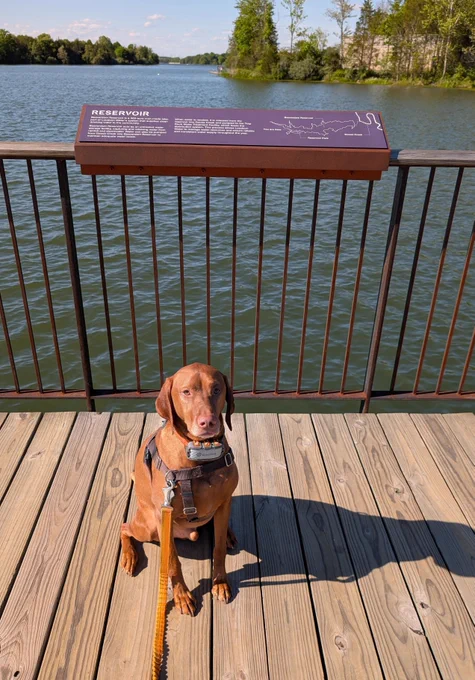 Vizsla dog Yonder sitting on the pier at a reservoir.