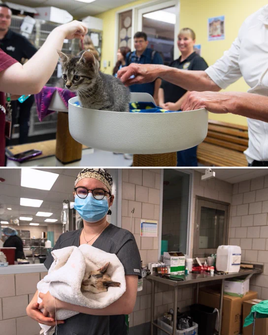 4. Photo - A split image, the top features a small kitten perched on a raised platform. A handful of workers reach out to pet the kitten, in the background more workers smile. The bottom image shows a woman in a blue face mask carrying a sleeping cat in a large white towel. A medical table is in the background.