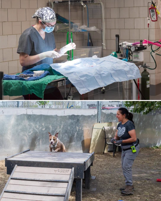 2. Photo - Split image, top image features a surgeon performing in a surgical room, the patient is covered entirely by a blue blanket, everything looks clean and orderly. The surgeon looks concentrated. The bottom image features a woman training a dog to walk up a ramp, the dog beside her successfully reaches the top of the ramp.