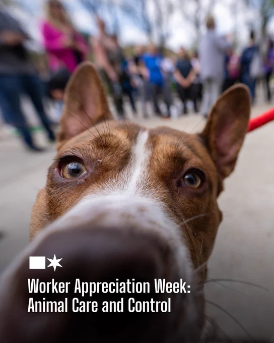 1. Photo - A dog in the foreground gets really close to the camera, making his nose appear large. In the background there is a group of people but they are blurred.