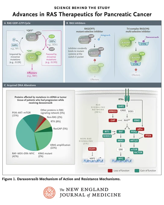 Science behind the Study
Advances in RAS Therapeutics for Pancreatic Cancer

Figure 1. Daraxonrasib Mechanism of Action and Resistance Mechanisms.