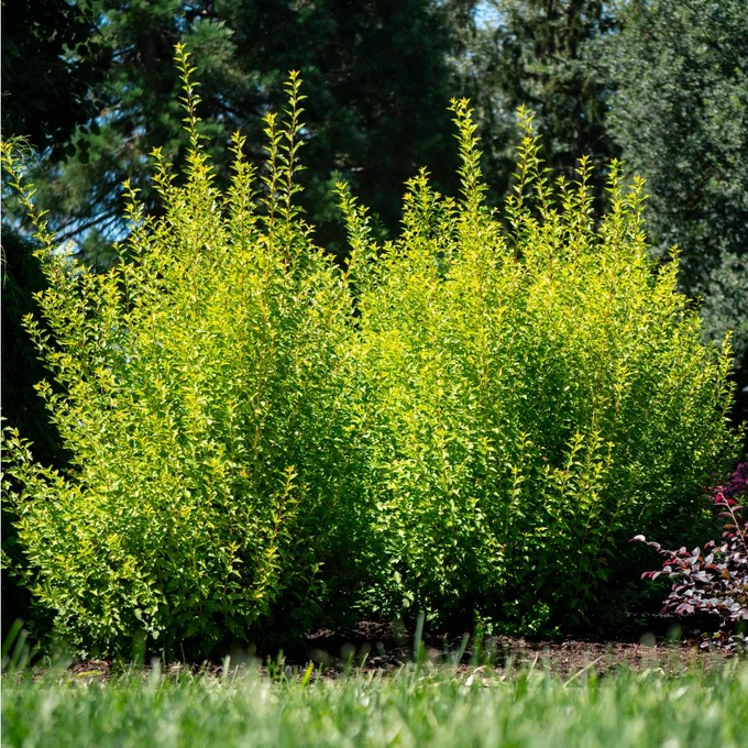 Celebrating its 4th year, Winnipeg Gardener digital newsletter is published monthly by the Winnipeg Free Press. It's free to sign up! You will find helpful gardening tips and insights into a wide variety of hort-related topics. Check out the piece on Rose Rosette Disease! Have you come across RRD in your area? Let me know!
