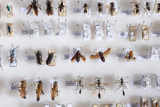 Bee specimens