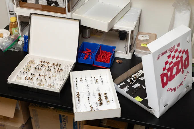 Delivery boxes for bee specimens