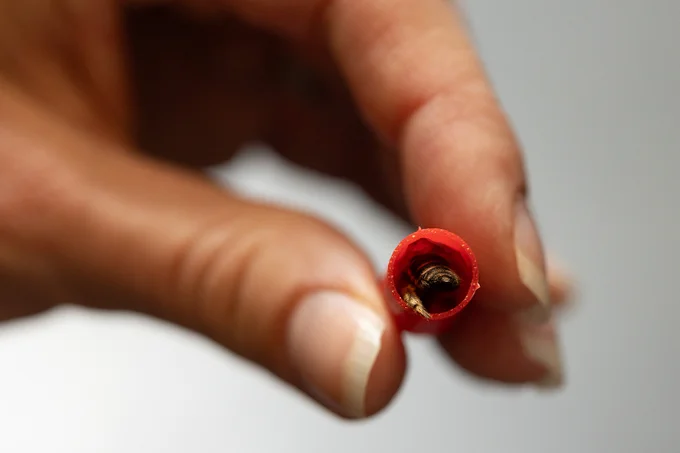 Bee species in tube
