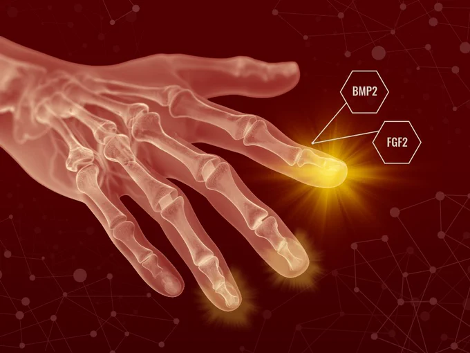 A digital illustration of a human hand's skeletal structure with glowing fingertips. The index fingertip is highlighted with labels pointing to it: "BMP2" and "FGF2." The background is a deep red with abstract molecular patterns.
