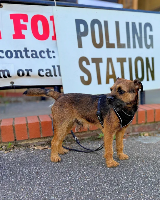 A dog at a polling station
