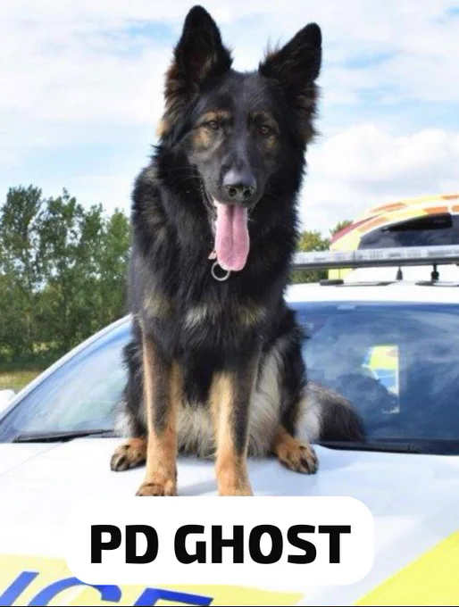 PD Ghost, a German Shepherd police dog, sits on the bonnet of a police car.