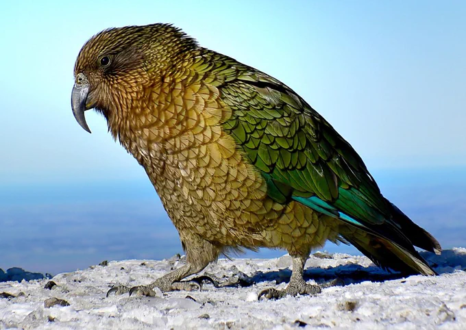 kea bird