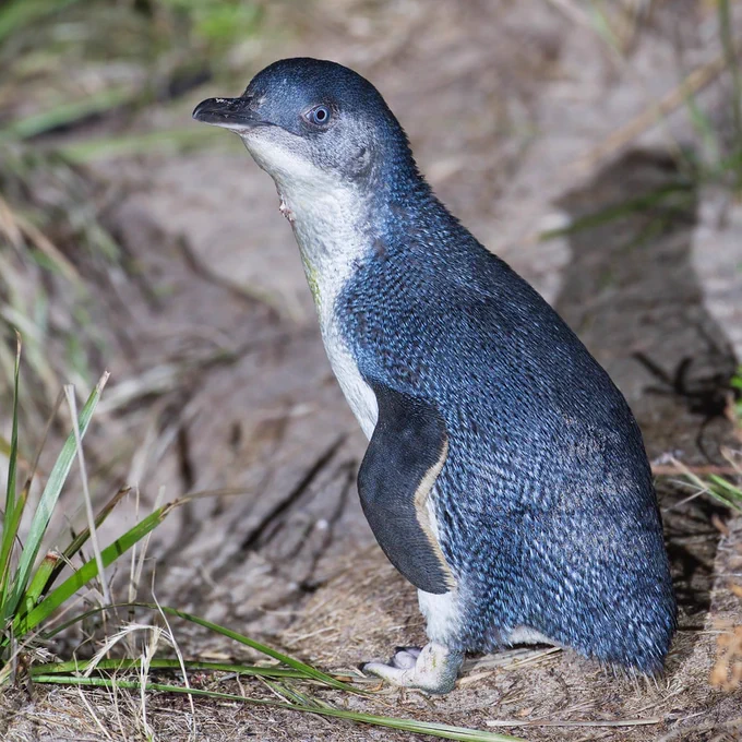 little blue penguin