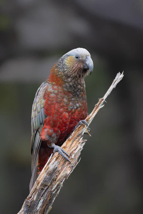 kākā bird
