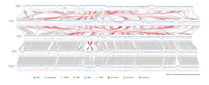 Collinearity analysis of Hepatoplasmataceae, a group of mollicutes associated with isopod crustaceans. Inverted syntenic blocks are colored in dark red.
