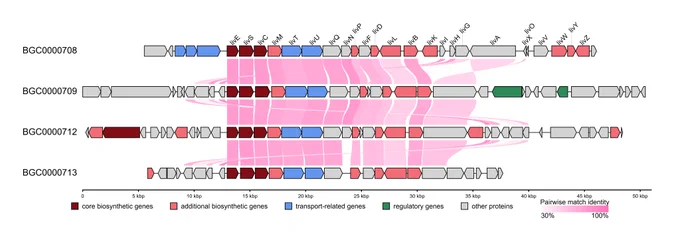 Synteny of lividomycin-like aminoglycoside biosynthetic gene clusters. The diagrams are aligned based on livE gene (see next figure for the command)