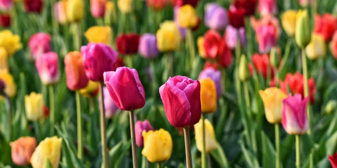 Field of vibrant tulips in shades of pink, yellow, orange, and red blooming under natural sunlight.