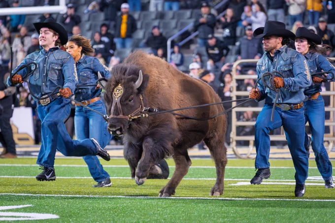 Brandy (aka Ralphie VII) makes her run at Folsom Field. (Credit: Glenn J. Asakawa/University of Colorado)