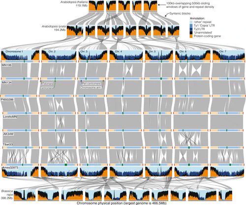 Fig. 3 Macrosynteny and genome structure across the Brassicaceae. Horizontal blue/black/orange bands represent the chromosomes of Arabidopsis thaliana, A. lyrata, T. arvense genotypes (MN106, MN134, PI650286, LorettoMN, AK34W, Tibet33, and Ames32873), and Brassica rapa (top to bottom). Chromosomes are ordered by their number from left to right. 