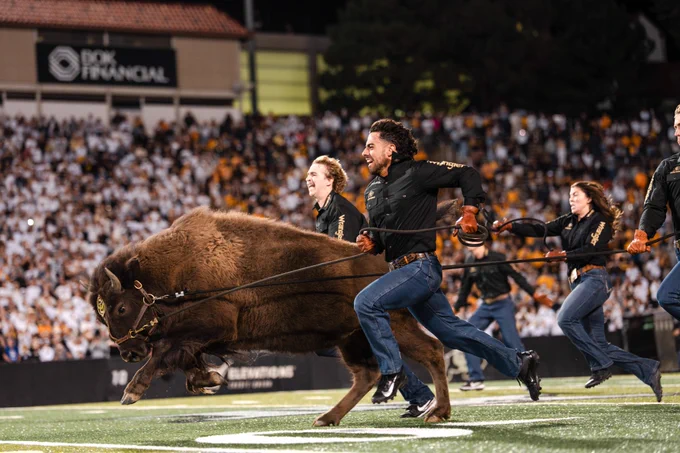 Brandy makes her first run with handlers at Folsom Field. (Credit: Colorado Athletics/University of Colorado)