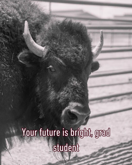 A buffalo stands in a fenced enclosure. The text over the image reads, "Your future is bright, grad student." The photo has a black and white filter. 