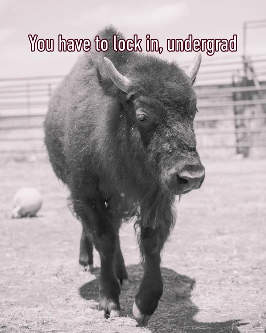 A bison walks across a fenced area in a shaded image. Text above reads, “You have to lock in, undergrad.” The image is in black and white. 