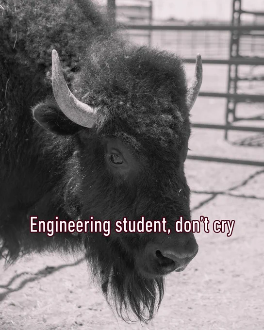 A bison stands in an enclosure. The text on the image reads, "Engineering student, don't cry." Image is in black and white. 